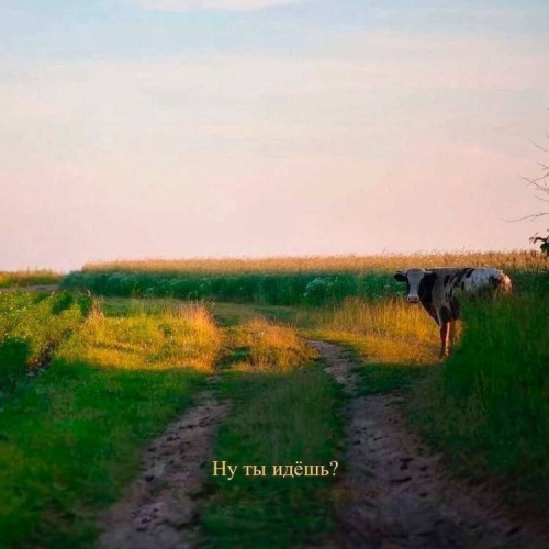 RLXfuP3LZpE